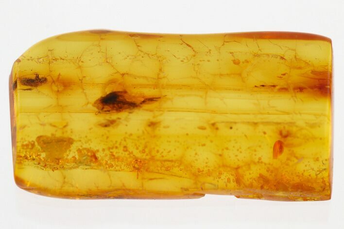 Detailed Fossil Bark Beetle and Scuttle Fly in Baltic Amber - Rare! #300654